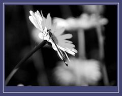 Marguerite a de la visite