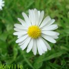 Marguerite