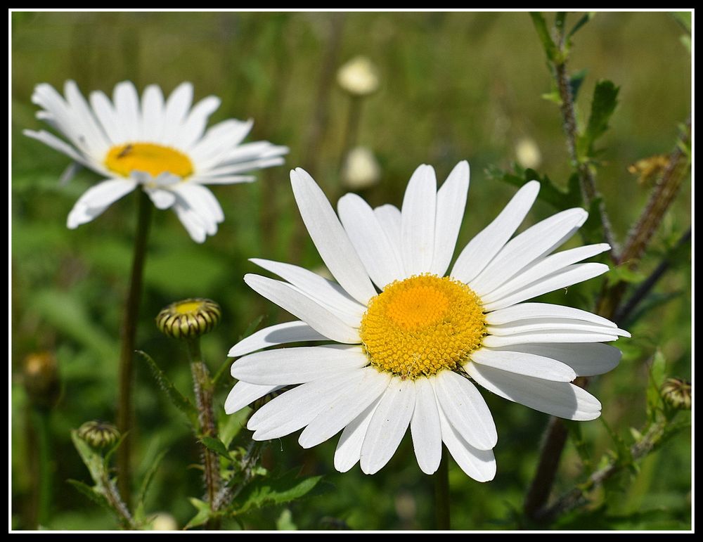 marguerite