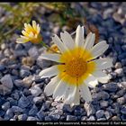 Marguerite am Strassenrand, Kos (Griechenland) 2003