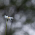 Marguerite au crépuscule