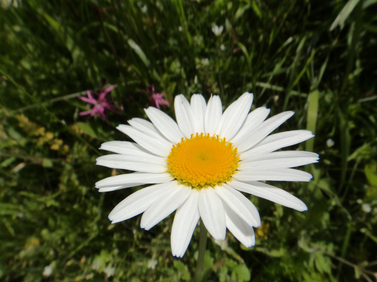 Marguerite au soleil