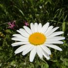 Marguerite au soleil