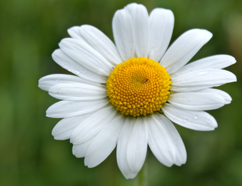 Marguerite aus Adelboden... Foto & Bild pflanzen, pilze & flechten