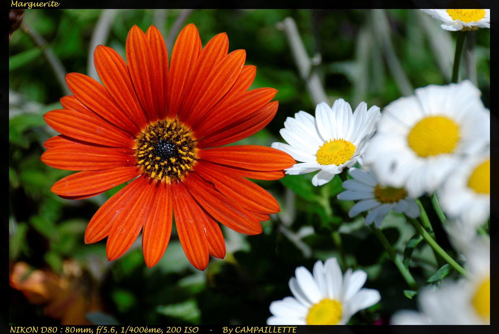 Marguerite