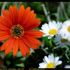 Marguerite