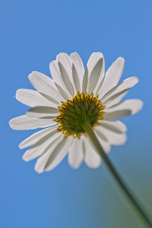 Marguerite