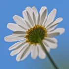 Marguerite