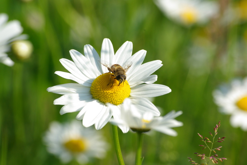 marguerite butine l'abeil ou l'abeil butine marguerite ???