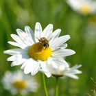 marguerite butine l'abeil ou l'abeil butine marguerite ???