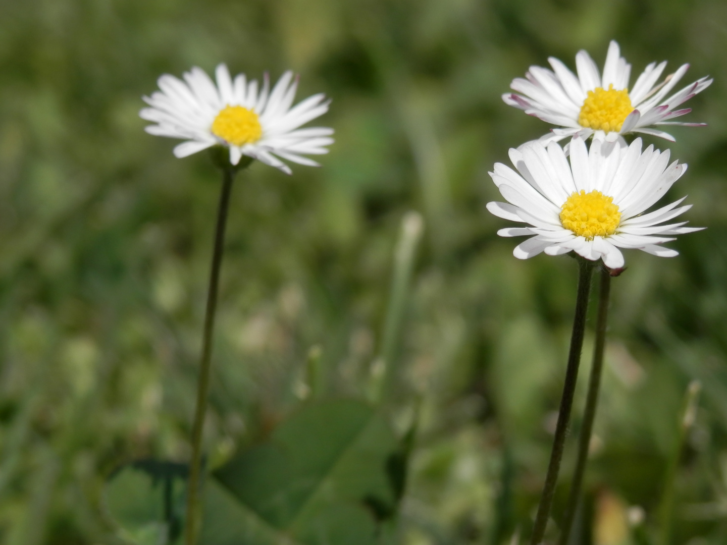 marguerite