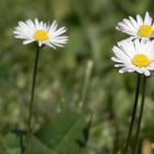 marguerite