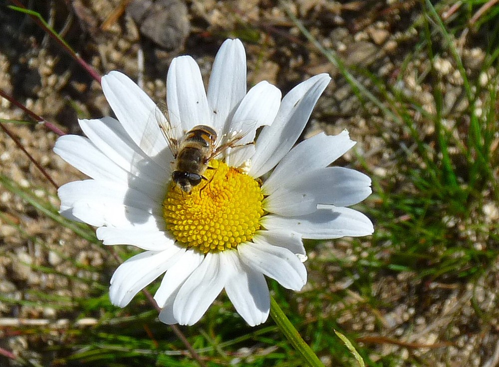 marguerite