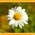 Marguerite