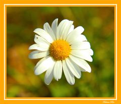 Marguerite