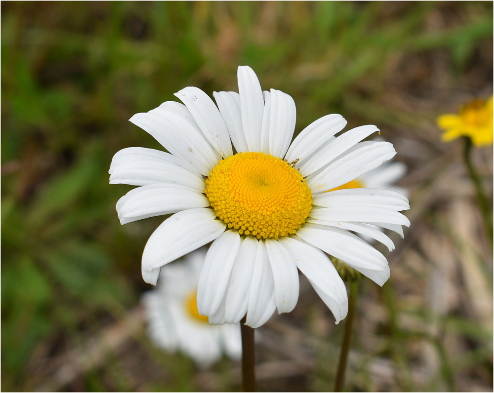 marguerite