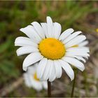 marguerite