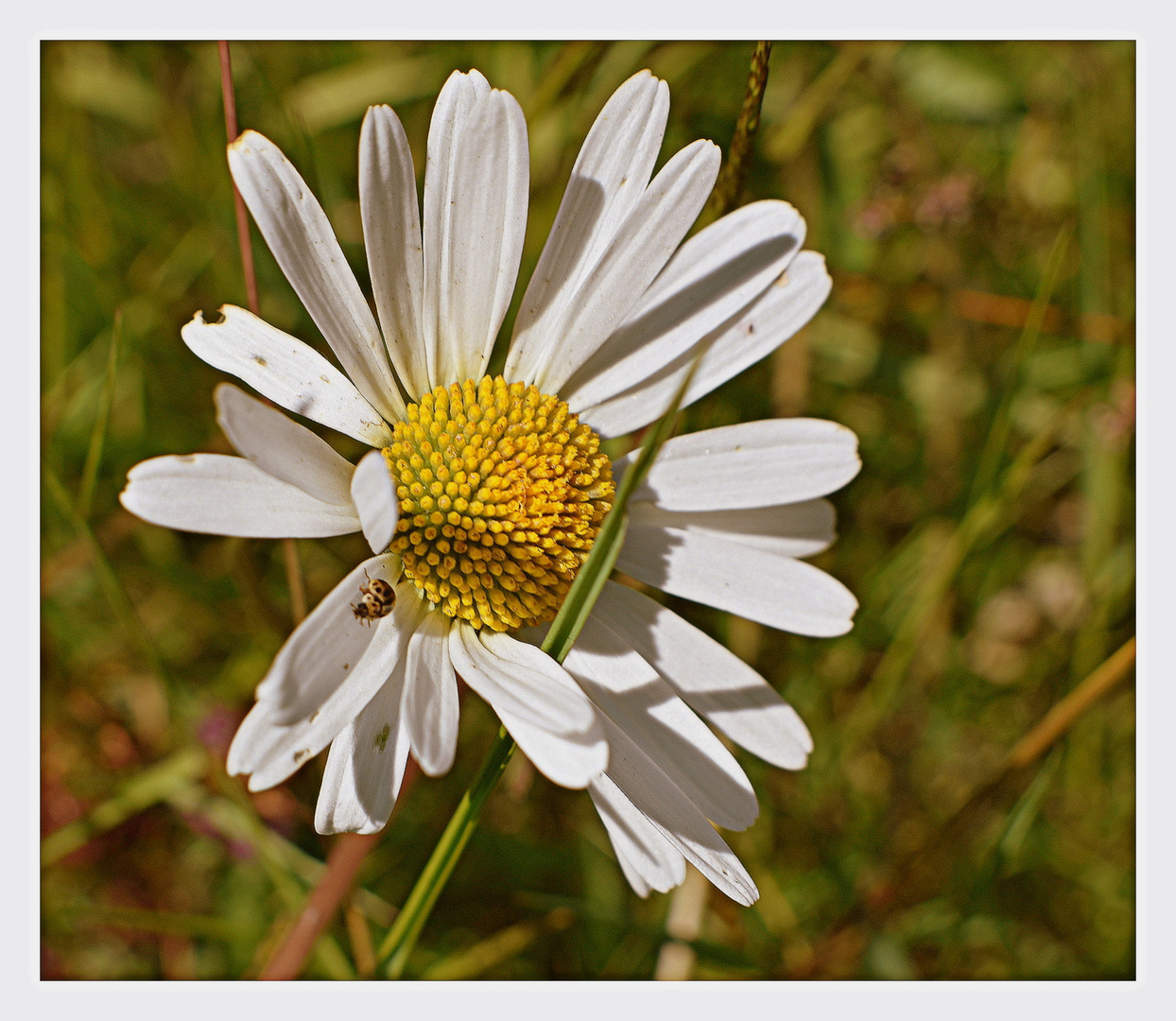 marguerite