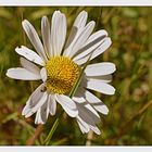 marguerite