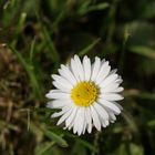 Marguerite - Daisy