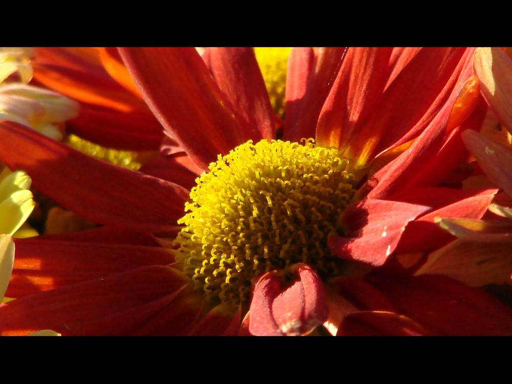 Marguerite d'automne