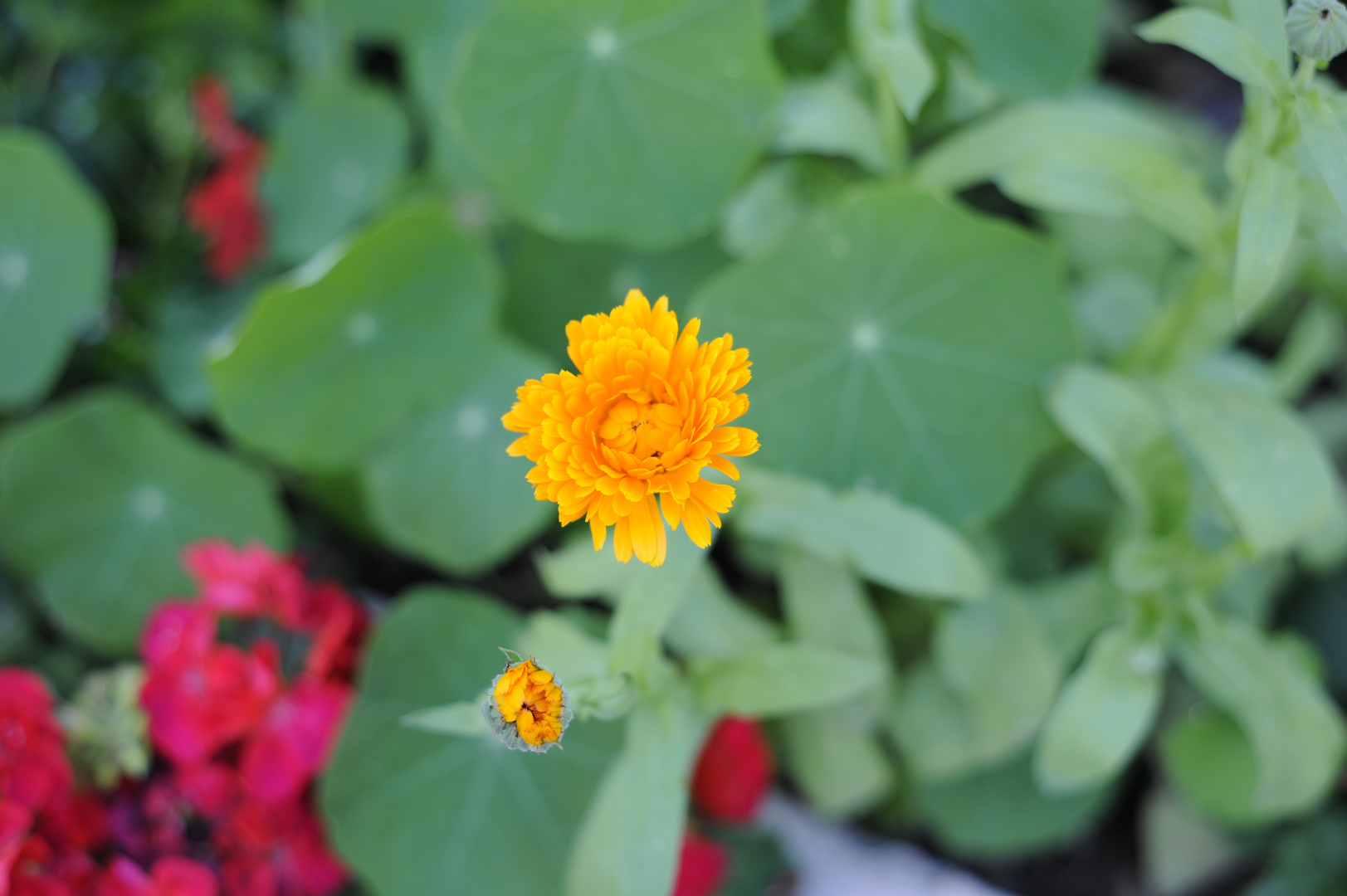 Marguerite d'automne