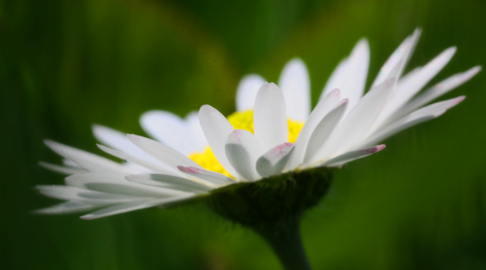 Marguerite