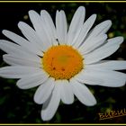 MARGUERITE DE MON JARDIN