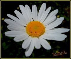 MARGUERITE DE MON JARDIN