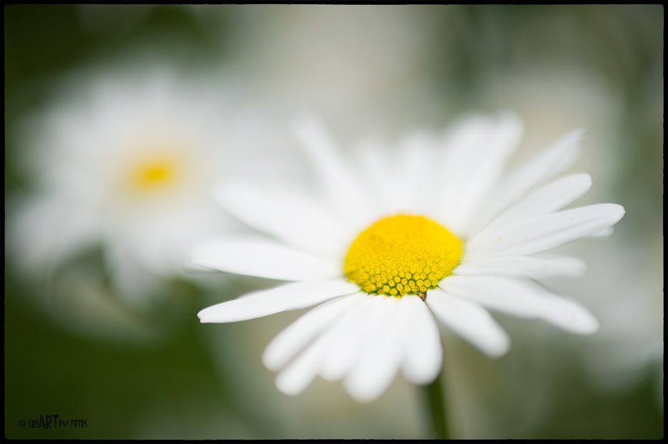 marguerite