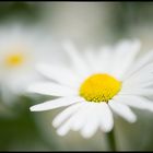 marguerite