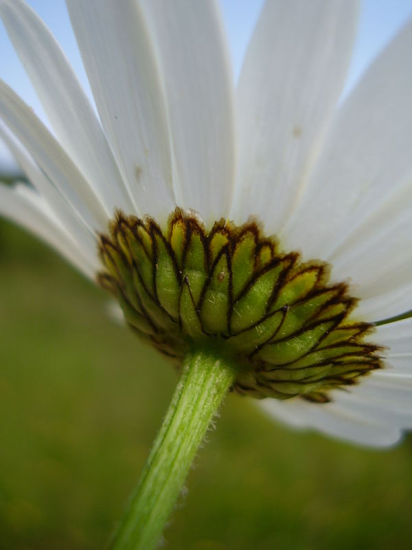 Marguerite