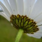 Marguerite