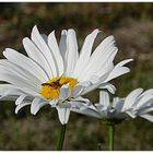 marguerite