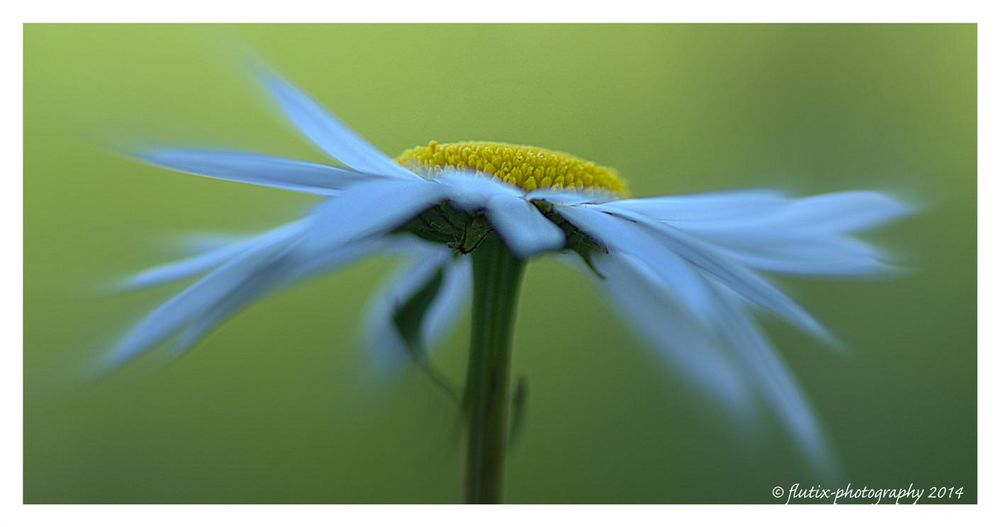 Marguerite