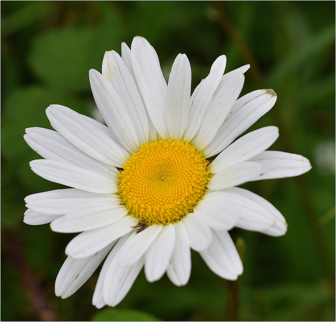 marguerite