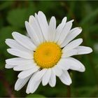 marguerite