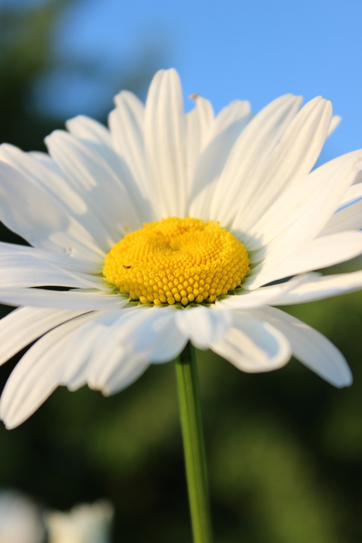 Marguerite