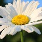 Marguerite