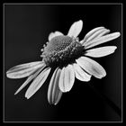 *** marguerite in blackandwhite***