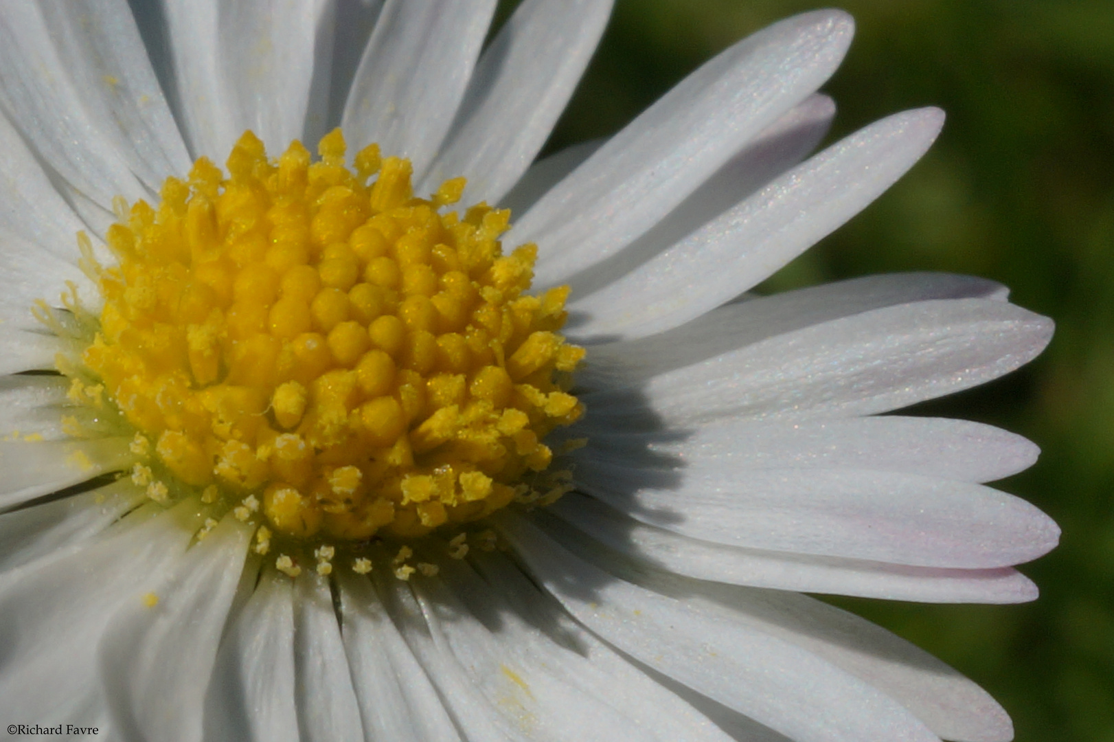 Marguerite macro