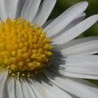 Marguerite macro