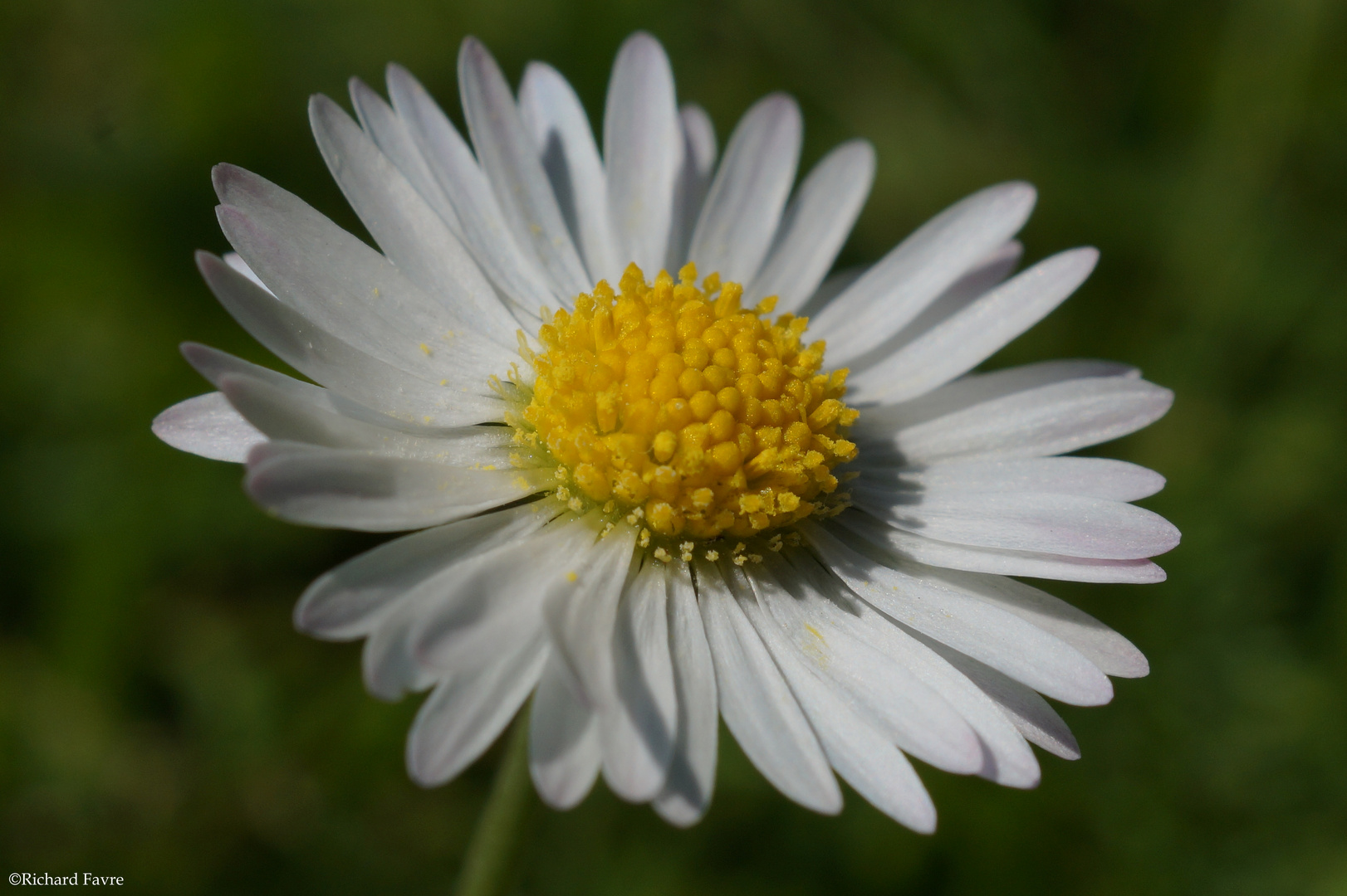 Marguerite macro