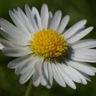 Marguerite macro