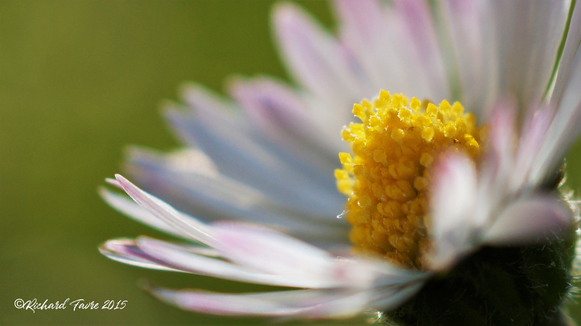 Marguerite macro