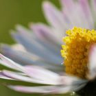 Marguerite macro