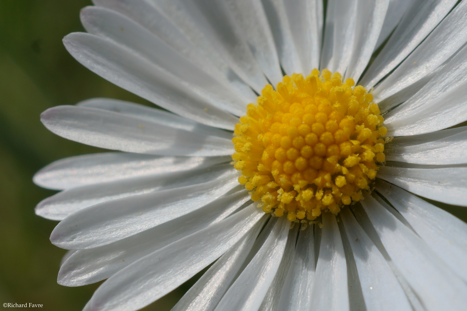 Marguerite macro