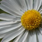 Marguerite macro