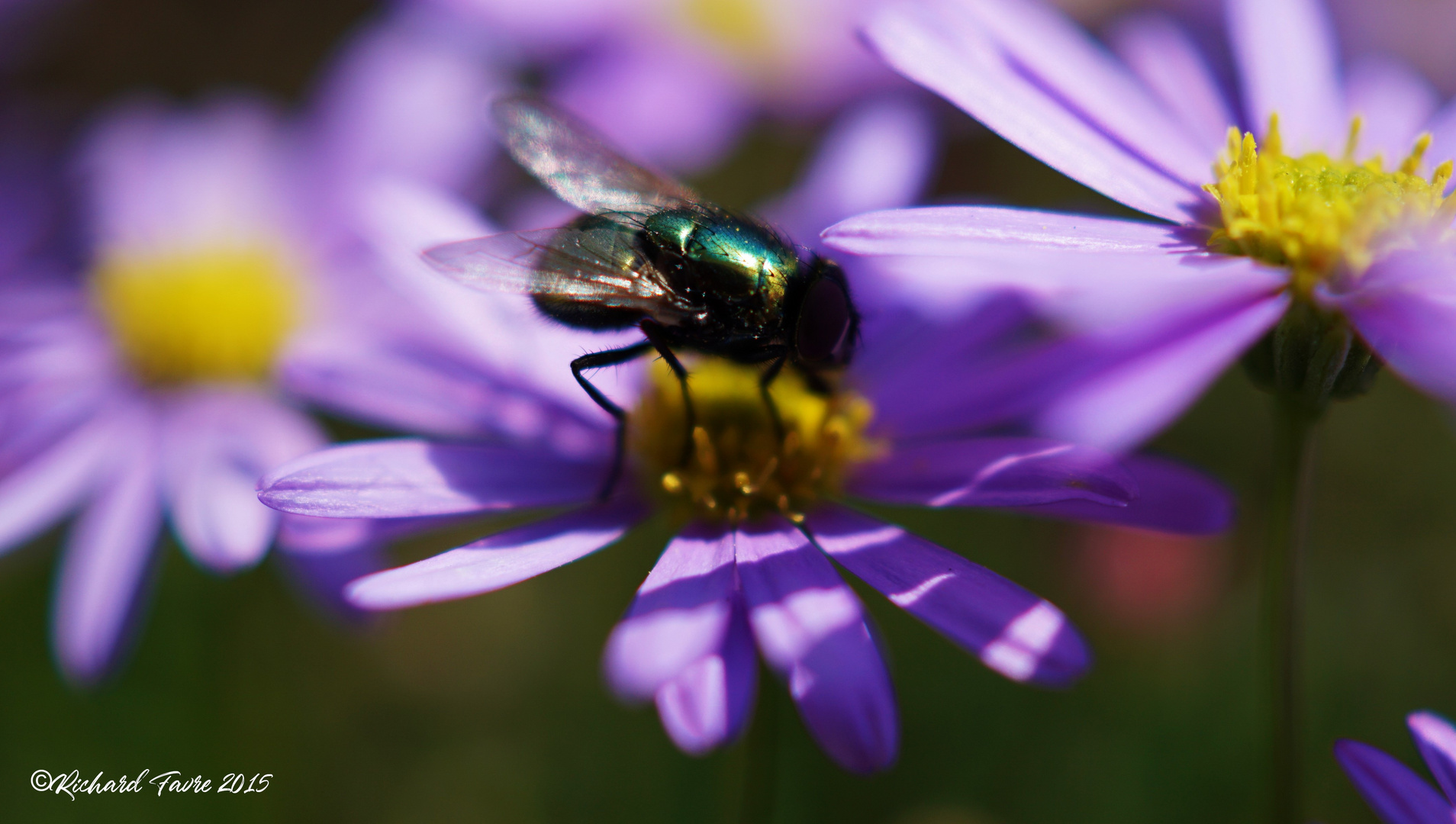 Marguerite mauve avec mouche