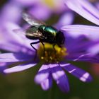 Marguerite mauve avec mouche